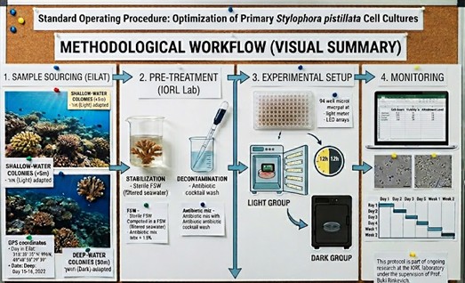 Methodological Workflow