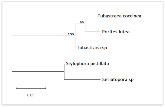 Phylogenetic Tree